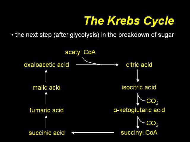 Simple Krebs Cycle